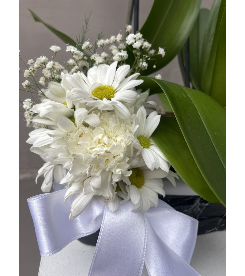 Siyah Beyaz Saksıda Orkide Aranjmanı