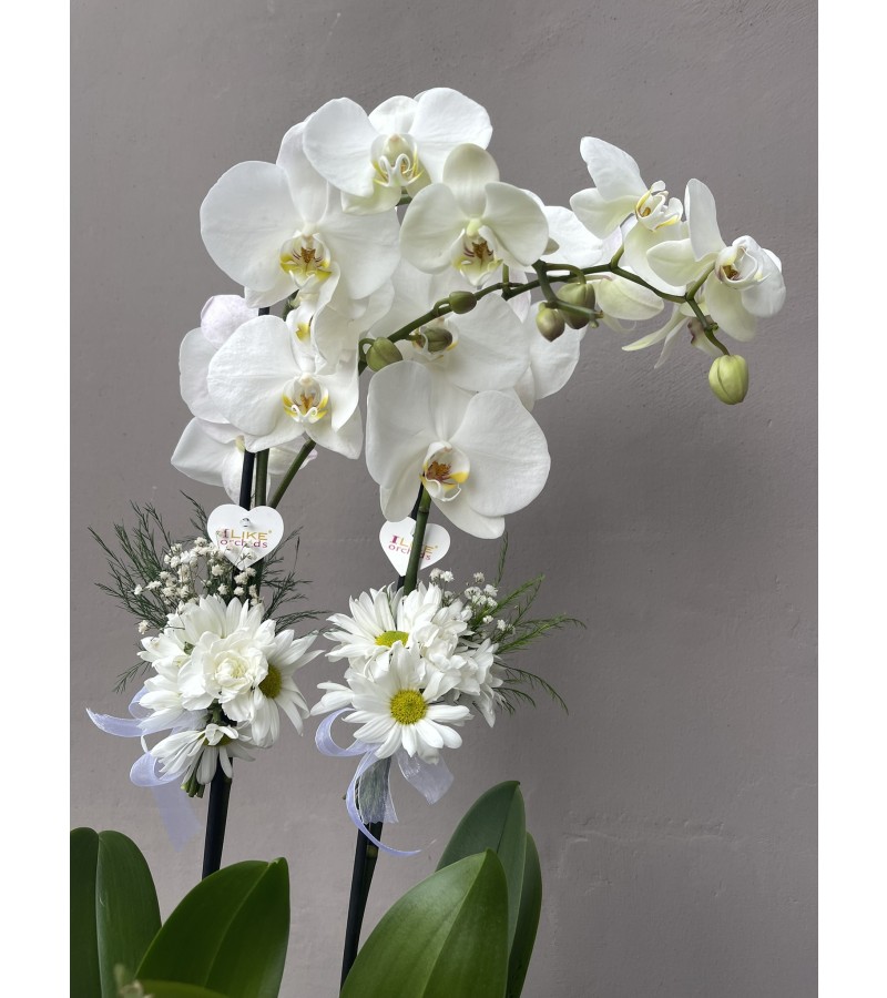 Siyah Beyaz Saksıda Orkide Aranjmanı