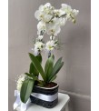 Siyah Beyaz Saksıda Orkide Aranjmanı