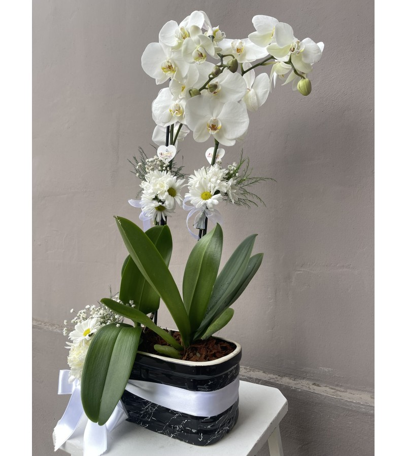 Siyah Beyaz Saksıda Orkide Aranjmanı
