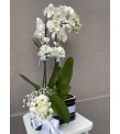 Siyah Beyaz Saksıda Orkide Aranjmanı