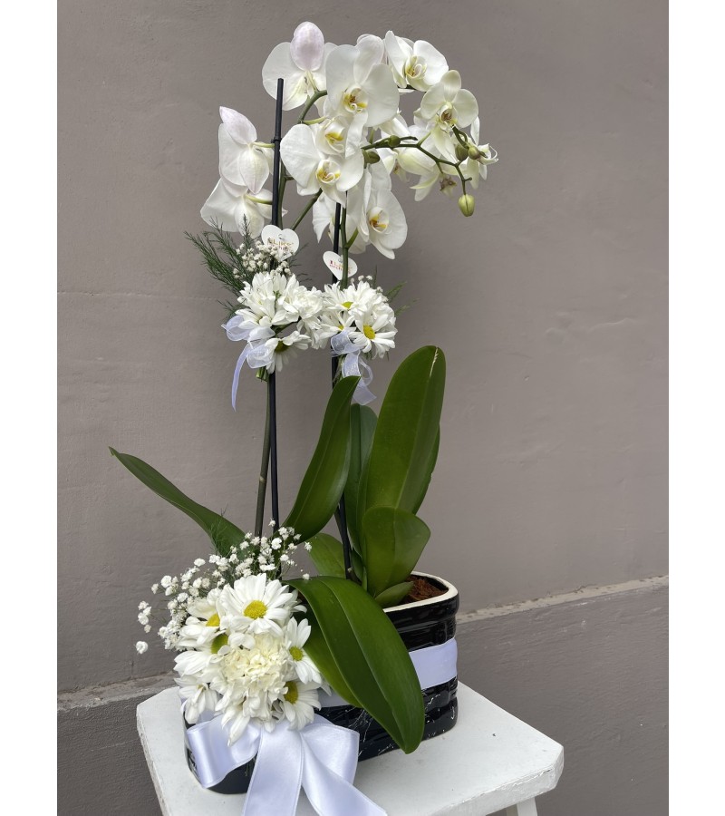 Siyah Beyaz Saksıda Orkide Aranjmanı