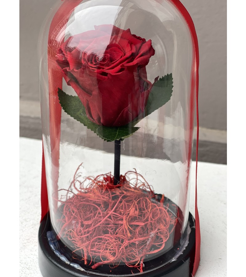 Kırmızı Tekli Solmayan Gül