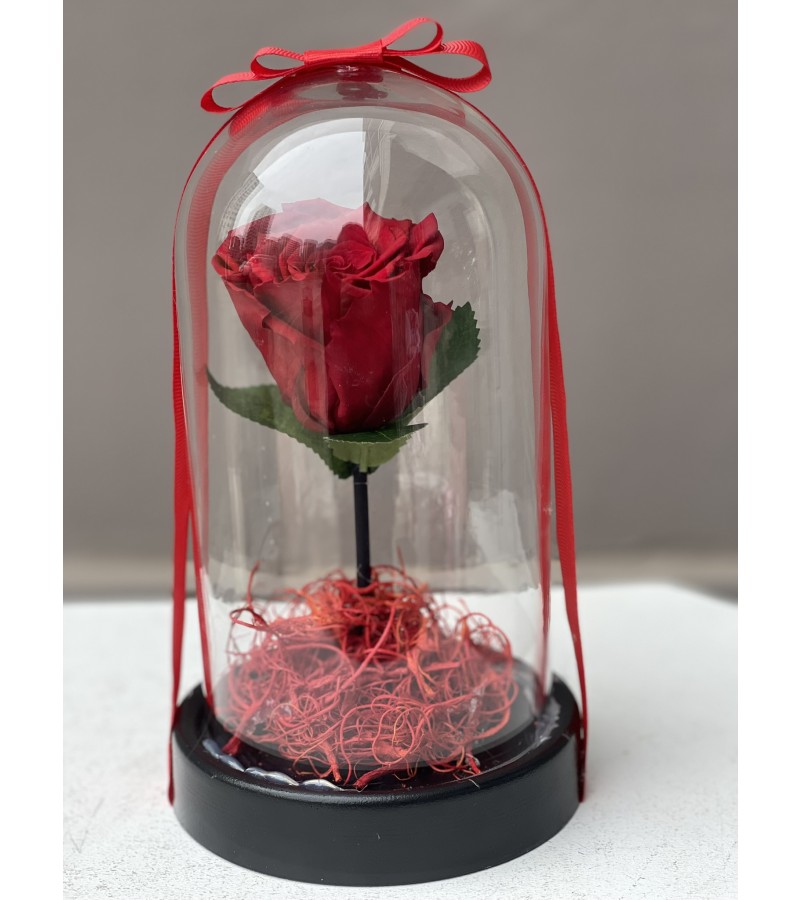 Kırmızı Tekli Solmayan Gül